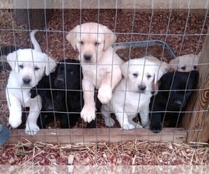 Labrador Retriever Dog Breeder in ALL HEALING SPRINGS, North Carolina USA