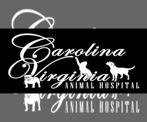 French Bulldog Dog Breeder in PROVIDENCE, North Carolina USA