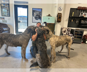 Irish Wolfhound Dog Breeder near BLACKFOOT, ID, USA
