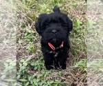 Small #11 Breeder Profile image
