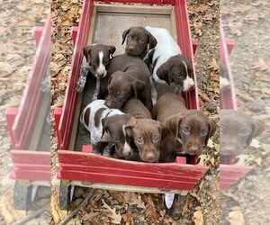 German Shorthaired Pointer Dog Breeder near GREENVILLE, SC, USA