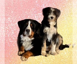 Bernedoodle Dog Breeder near BROWNFIELD, TX, USA