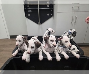 Dalmatian Dog Breeder near GREENVILLE, SC, USA