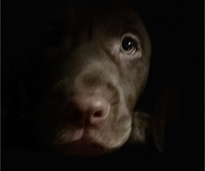 Labrador Retriever Dog Breeder in SPOTSYLVANIA, Virginia USA
