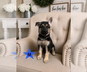 German Shepherd Dog Dog Breeder near ALACHUA, FL, USA