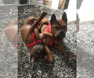 Chongqing Dog Dog Breeder near Warrington, Greater Manchester (England), United Kingdom