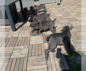 Cane Corso Dog Breeder near STUART, IA, USA
