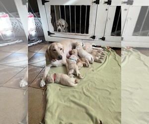 Labrador Retriever Dog Breeder near LAKE ALFRED, FL, USA