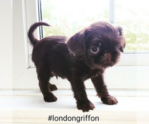 Brussels Griffon Dog Breeder near London, Greater London (England), United Kingdom