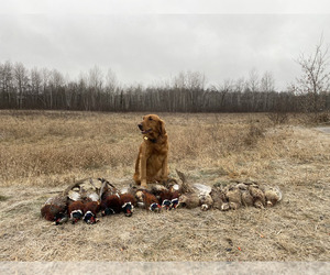Golden Retriever Dog Breeder in BRAINERD, Minnesota USA
