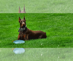 Doberman Pinscher Dog Breeder near ALLIANCE, OH, USA