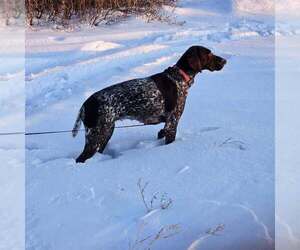 German Shorthaired Pointer Dog Breeder near Hague, Saskatchewan, Canada