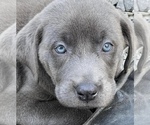 Small #58 Breeder Profile image