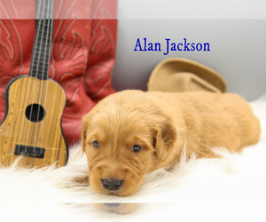 Golden Retriever Dog Breeder in SCIO, Oregon USA