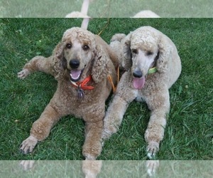 Poodle (Standard) Dog Breeder in PAONIA, Colorado USA