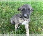 Small #2 Breeder Profile image