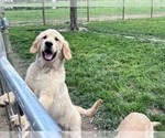 Small #41 Breeder Profile image