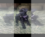 Small #3 Breeder Profile image