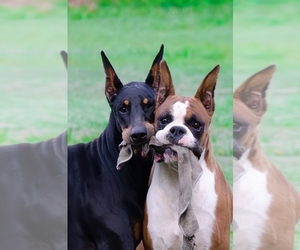 Boxer Dog Breeder near CLEVELAND, TX, USA