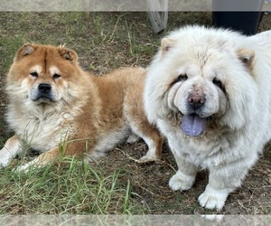 Chow Chow Dog Breeder near FONTANA, CA, USA
