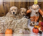Small #20 Breeder Profile image