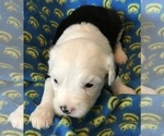 Small #1 Breeder Profile image
