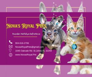 French Bulldog Dog Breeder near SAINT JOHNS, FL, USA