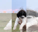 Small #2 Breeder Profile image