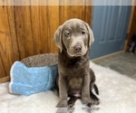 Small #38 Breeder Profile image