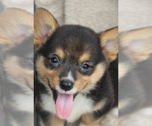Pembroke Welsh Corgi Dog Breeder near ROCK VALLEY, IA, USA