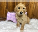 Small #65 Breeder Profile image