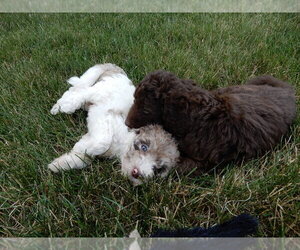 Labradoodle Dog Breeder in MILLERSBURG, Ohio USA