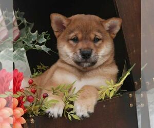 Shiba Inu Dog Breeder near LOYAL, WI, USA