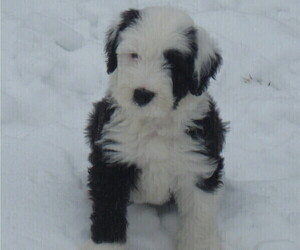 Old English Sheepdog Dog Breeder near WAKE FOREST, NC, USA