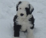 Small breeder photo