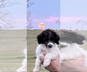 Poodle (Standard) Dog Breeder in IRWINTON, Georgia USA