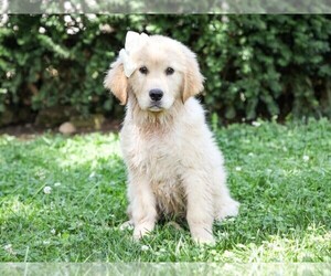 Golden Retriever Dog Breeder near LIBERTY, KY, USA