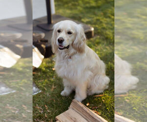 Golden Cocker Retriever Dog Breeder near Aylmer, Ontario, Canada