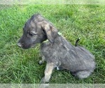 Small #6 Breeder Profile image