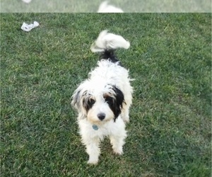 Bernese Mountain Dog Dog Breeder in LEETONIA, Ohio USA