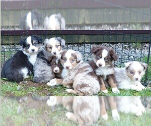 Miniature Australian Shepherd Dog Breeder near BORING, OR, USA