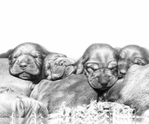 Vizsla Dog Breeder near Bolton, Greater Manchester (England), United Kingdom