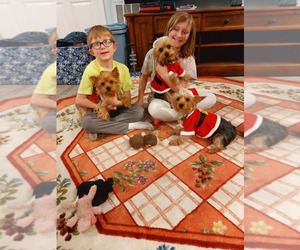 Yorkshire Terrier Dog Breeder in WINNABOW, North Carolina USA