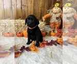 Small #24 Breeder Profile image