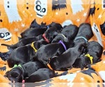 Small #6 Breeder Profile image