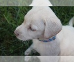 Small #52 Breeder Profile image