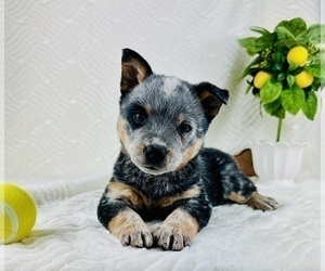 Mal-Shi Dog Breeder near GREENFIELD, IN, USA