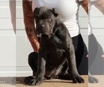 Small #7 Breeder Profile image