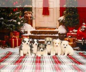 Pomsky Dog Breeder near NEW COLUMBIA, PA, USA