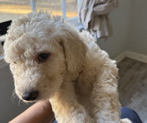 Goldendoodle Dog Breeder near FAYETTEVILLE, GA, USA